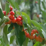Podere Conte Racani Agroturismo