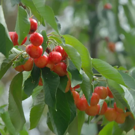 Podere Conte Racani Farma
