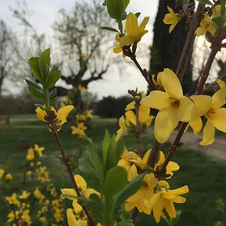 Podere Conte Racani
