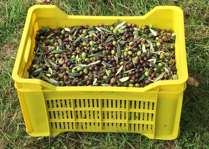 Podere Conte Racani Feriegård Amelia