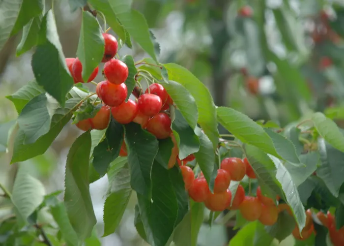 Podere Conte Racani Feriegård