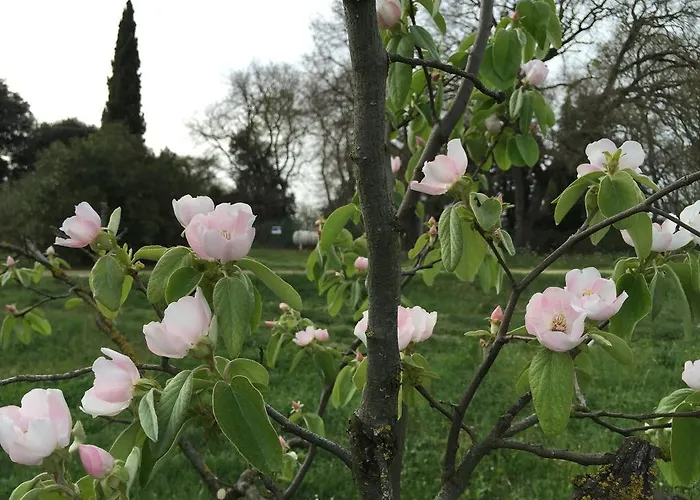 Feriegård Podere Conte Racani Amelia